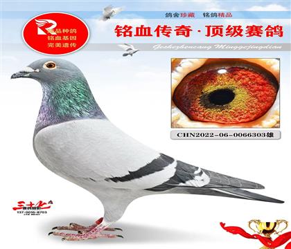 �¸��׵�ֱ��