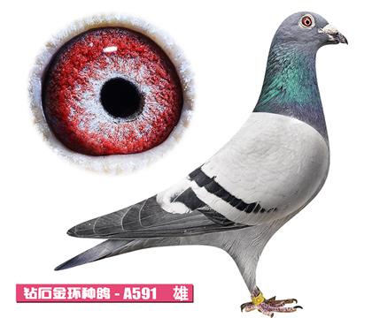 ����-����ƥ��A591