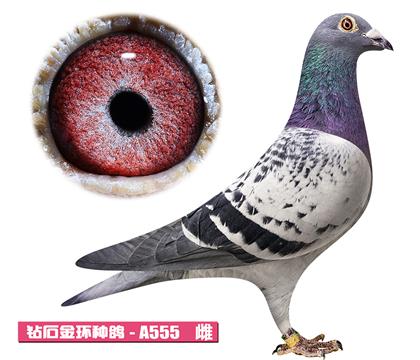 ������-�޵м���A555