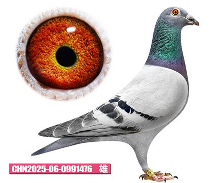 ��˹��-��������476