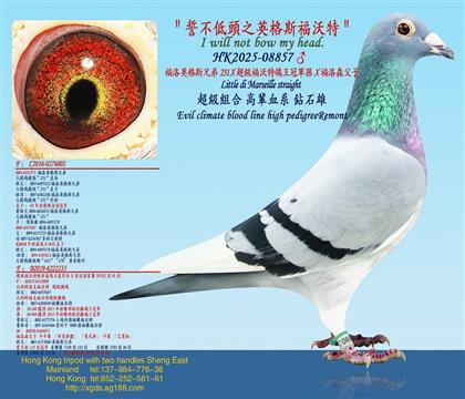 ����Ӣ��˹�ֵ�231X����������������܊�OX����ɭ����