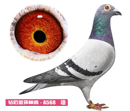 噶斯顿-奶酪小子A568