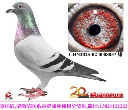 双奥林匹克鸽王直子