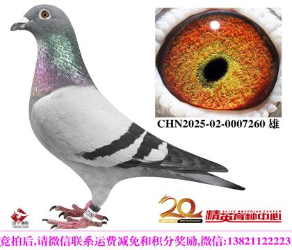 世界铭鸽“保时捷911”直孙