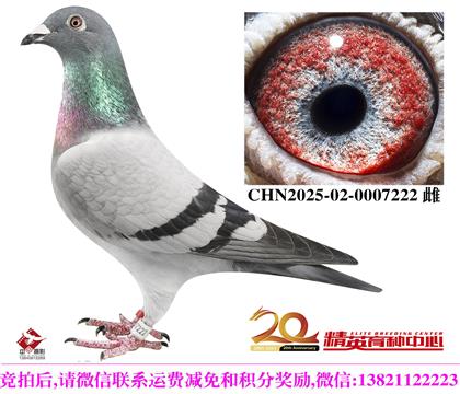 奶酪传奇铭鸽直女