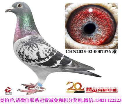 最佳基特尔完美配对直子