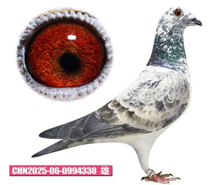 范登布兰德-钻石号338