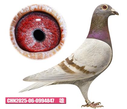 吉尔特-大头彩847