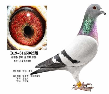 ���£���ŷԪ������