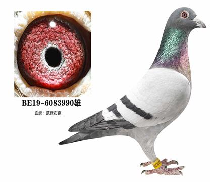 ���ǲ���