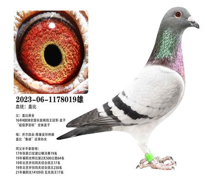 �Ǳȣ�������������x�����𻷸Ǳ�019