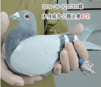 ���湫�����47�����Ƹ�