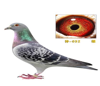 �ָ뻷052 �����ϲ���ī�ƶ���052