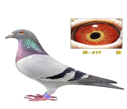 �ָ뻷019 ���ǿ��հ���ŷԪֱ������019