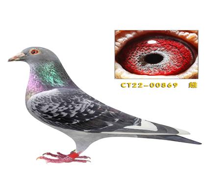 ˽�������ǿ�����������������ī�ƶ���901������869