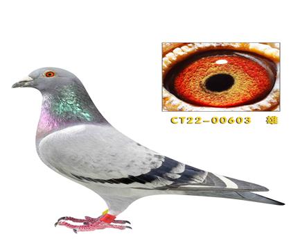 ˽�������ǿ�����Ͽ˷��ǲ��ˡ�����603