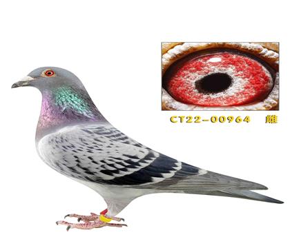 ˽������������׻�Ѫ������964