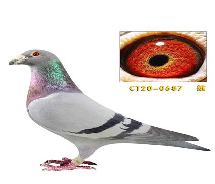 ˽�����Ŷ�����ĺ��������߶�����׻�Ѫ����0687