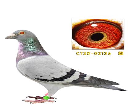 ˽�������ض�쫷�136��