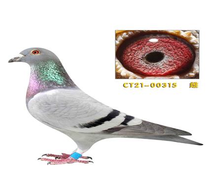 ˽������ƿˡ���������������315