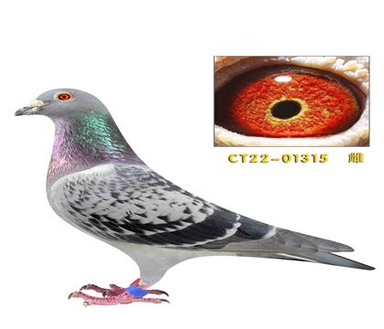 ˽���������ϲ���ī�ƶ���ֱ�ӡ�����315