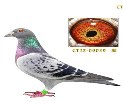 ˽���������ϲ���ī�ƶ��ɽ��׻�Ѫ������ī��039