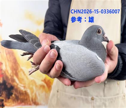 ����.�ϲ�����ī�ƶ��ɡ�ֱ��x��.������˹�����޺š�����