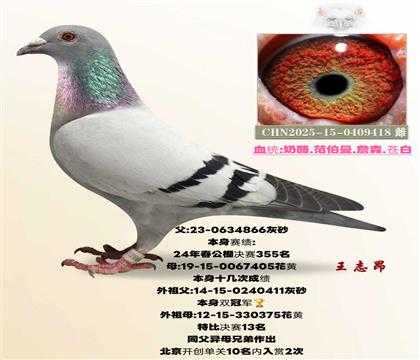 ����355X�ڶ��ƽ������Ů