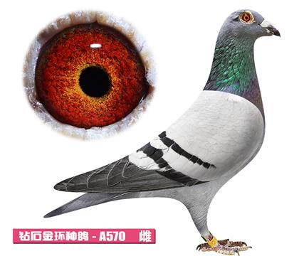 ��˹��-���Ҽ���A570