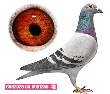 ������-����������250