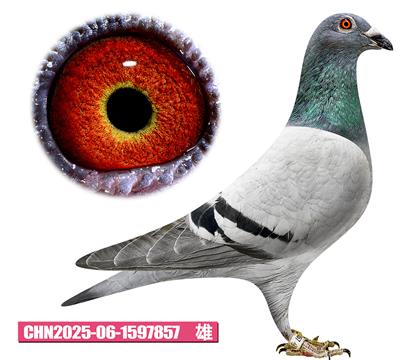 ��������-����857