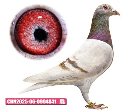 ���ǲ���-�ú칫��841