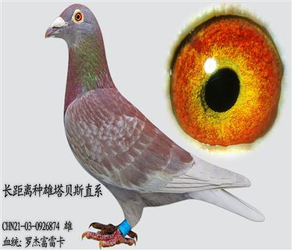 �޽ܸ��׿� ����������