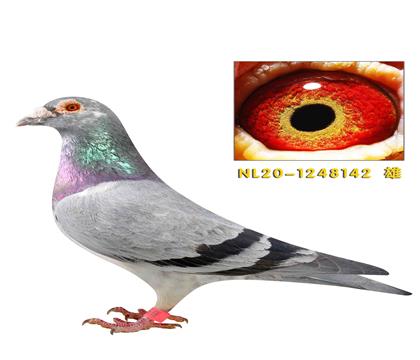 爱亚卡普父子好花142