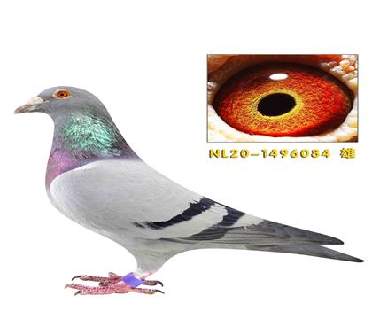 佛科克父子花花公子配蒙娜丽莎作出084