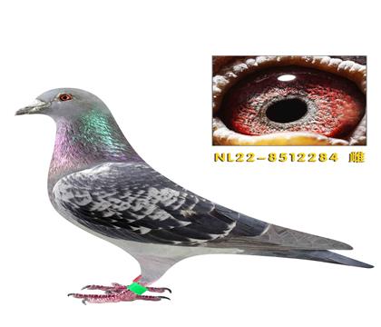 威廉迪布恩天王星近亲回血作出284