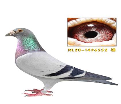 佛科克父子特别1号作出552