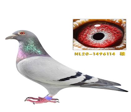 佛科克父子兰博基尼作出114