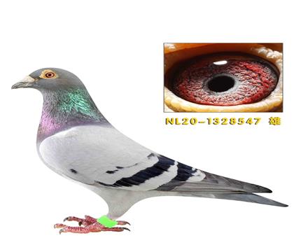 科巴尔 基特尔近亲回血作出547