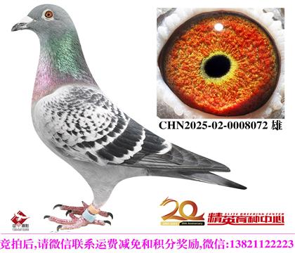 最佳基特尔全兄弟配直女