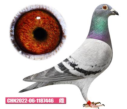 噶斯顿-金姆小姐446