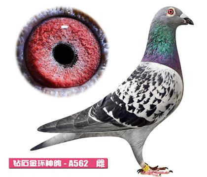 利奥-奥林匹克A562