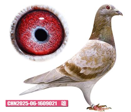 范登布克-年轻好红021