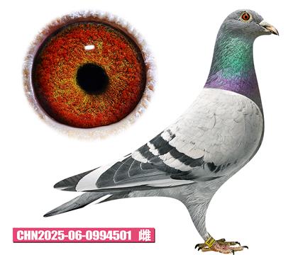 范登布克-基特尔佳人501