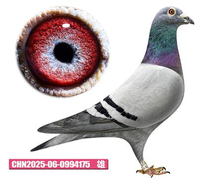 凡戴克-泰山先生175