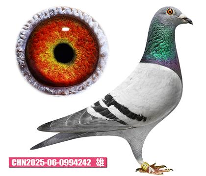 迪布恩-奥林匹克242