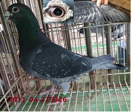 �����߼�����