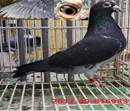 �����߼�����