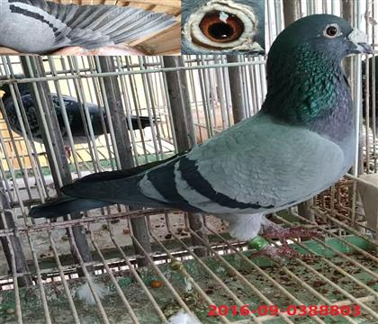 �����߼�����