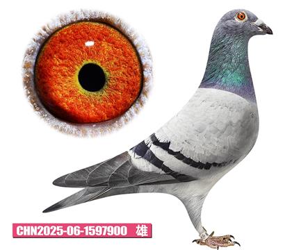 ���ǲ���-���ض�900